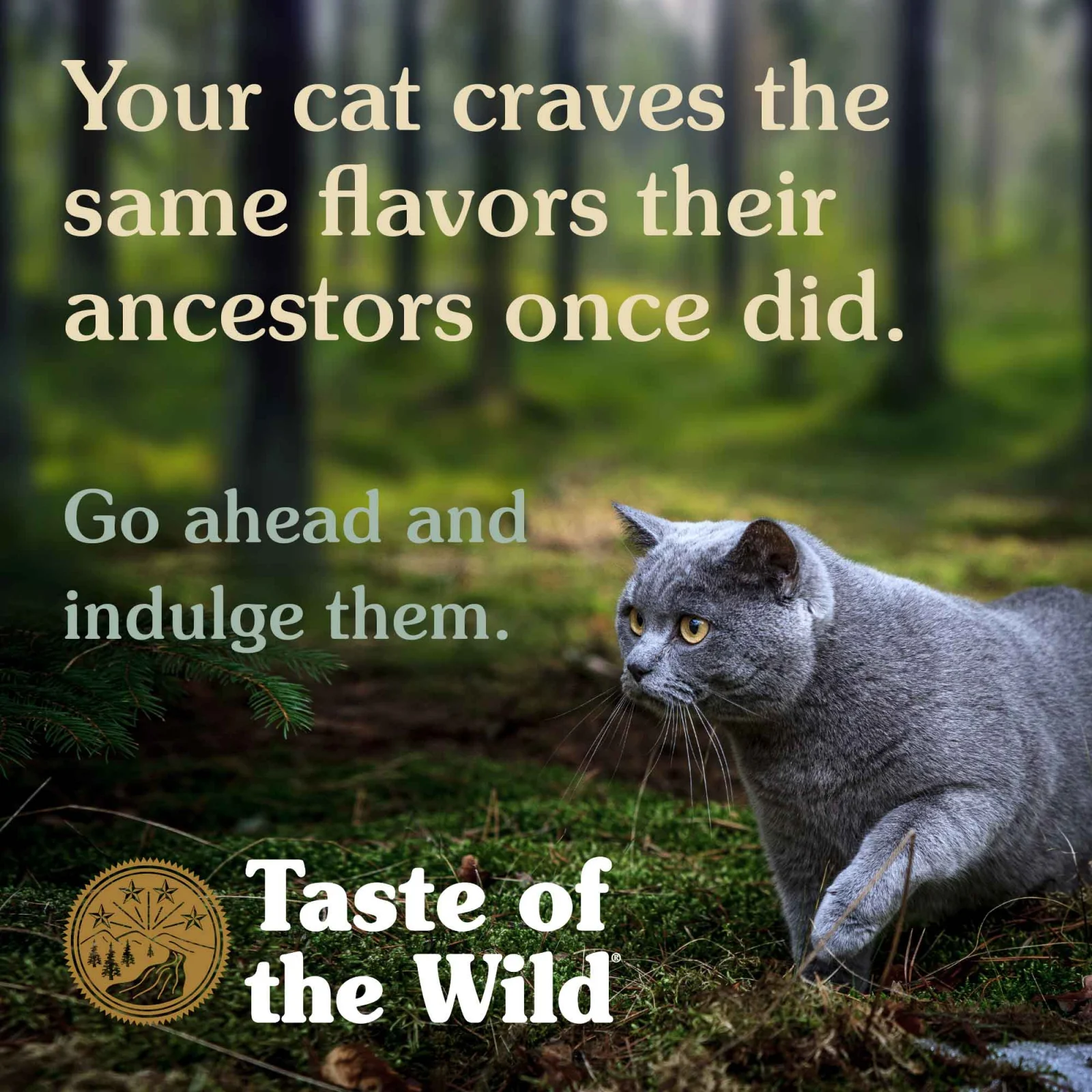 Taste of the Wild Rocky Mountain Cat - imagine 6
